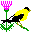 Oropndola